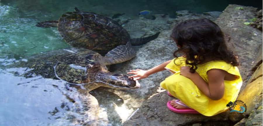 Zanzibar: Baraka Aquarium Feed, Swim & Snorkel with Turtles - Key things to know before you go