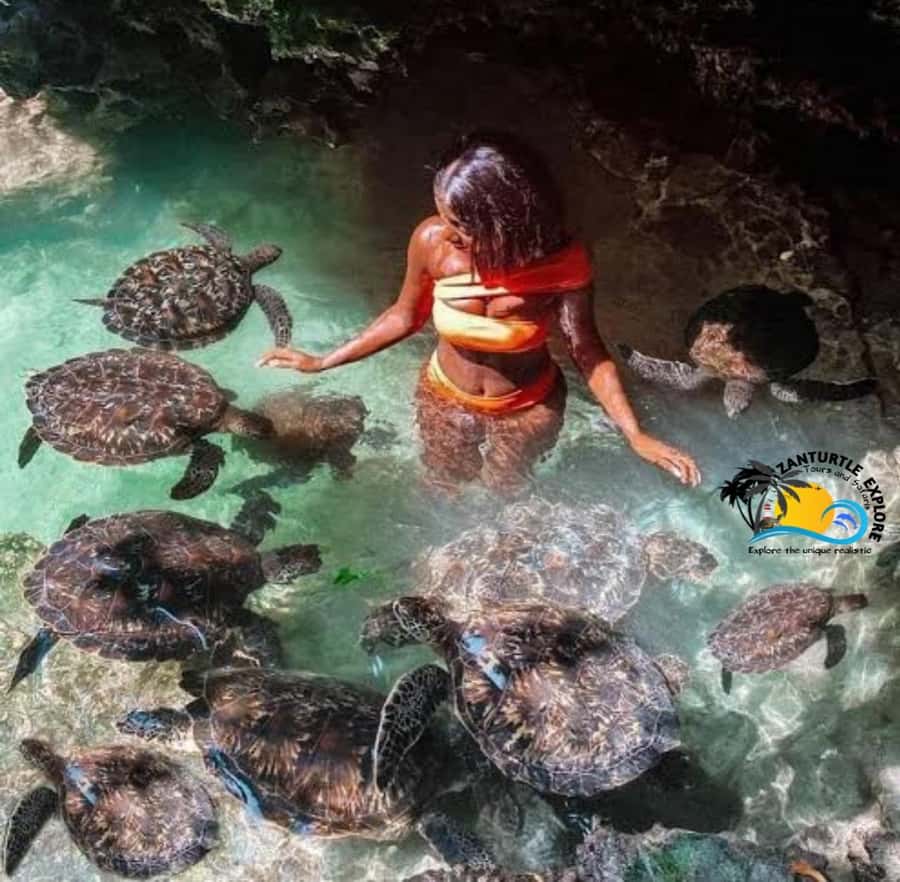 Zanzibar: Baraka Aquarium Feed, Swim & Snorkel with Turtles - Who should book this tour (and who should skip it)