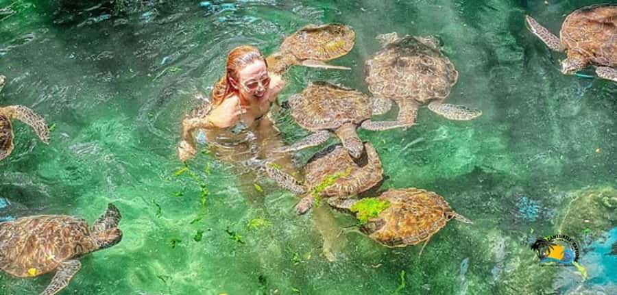 Zanzibar: Baraka Aquarium Feed, Swim & Snorkel with Turtles - Why Baraka’s turtle lagoon feels different from a usual aquarium