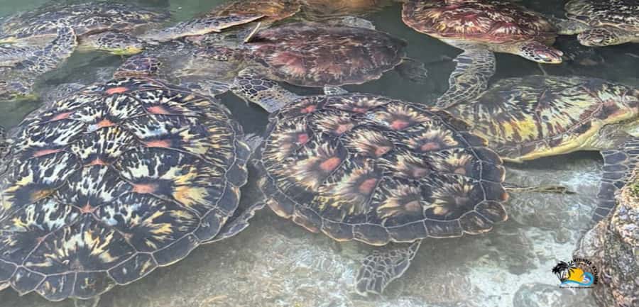 Zanzibar: Baraka Aquarium Feed, Swim & Snorkel with Turtles - Baraka Natural Aquarium: feed, learn, and enter the turtle pool