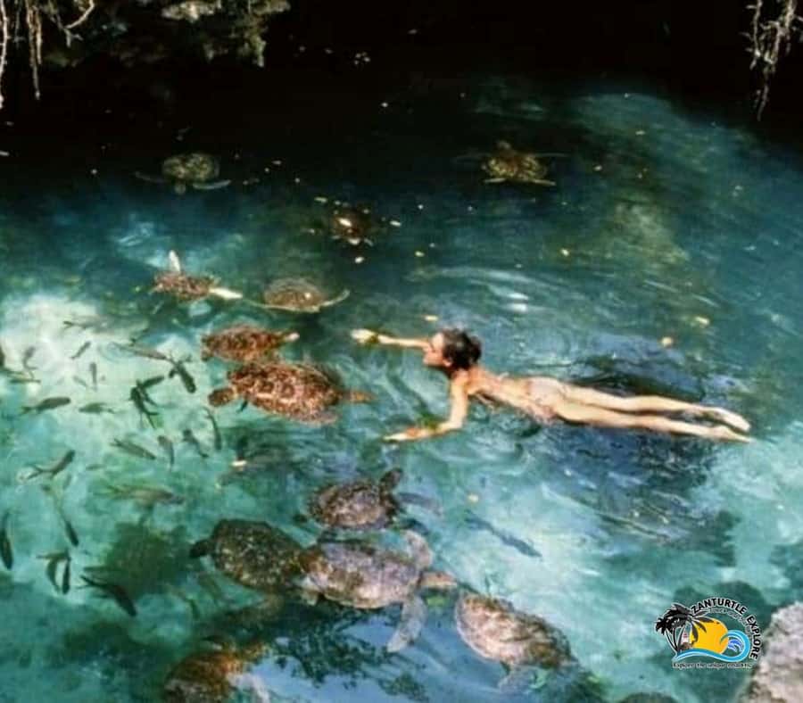 Zanzibar: Baraka Aquarium Feed, Swim & Snorkel with Turtles - How much snorkeling do you really get?