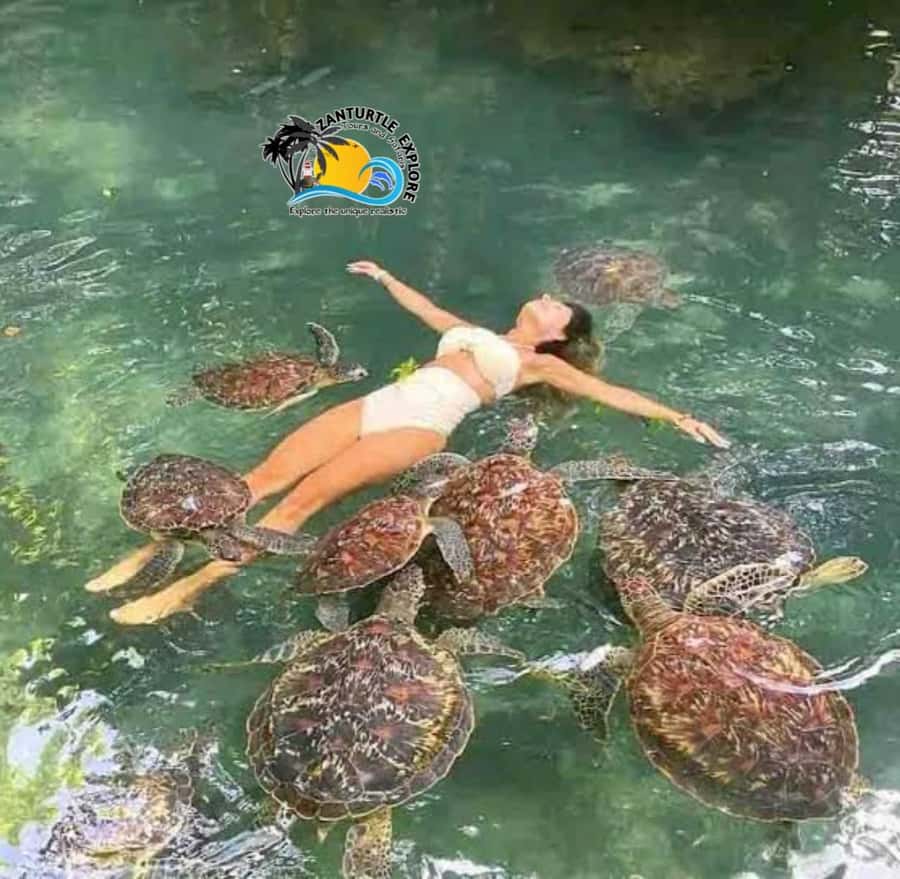 Zanzibar: Baraka Aquarium Feed, Swim & Snorkel with Turtles - What to bring for a smooth turtle swim