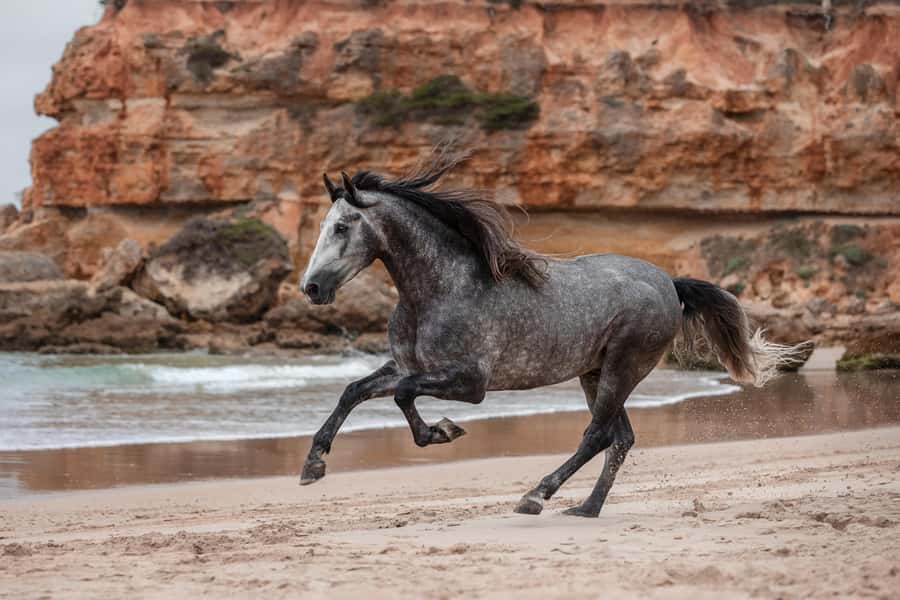 Zanzibar: Horseback Riding and Turtle Aquarium Visit - Key Points You Should Know Before You Go