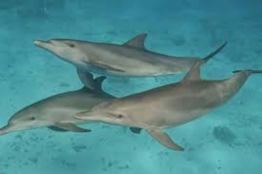 ZANZIBAR: Mnemba island, Baraka aquarium and spice farm - Key highlights worth your attention