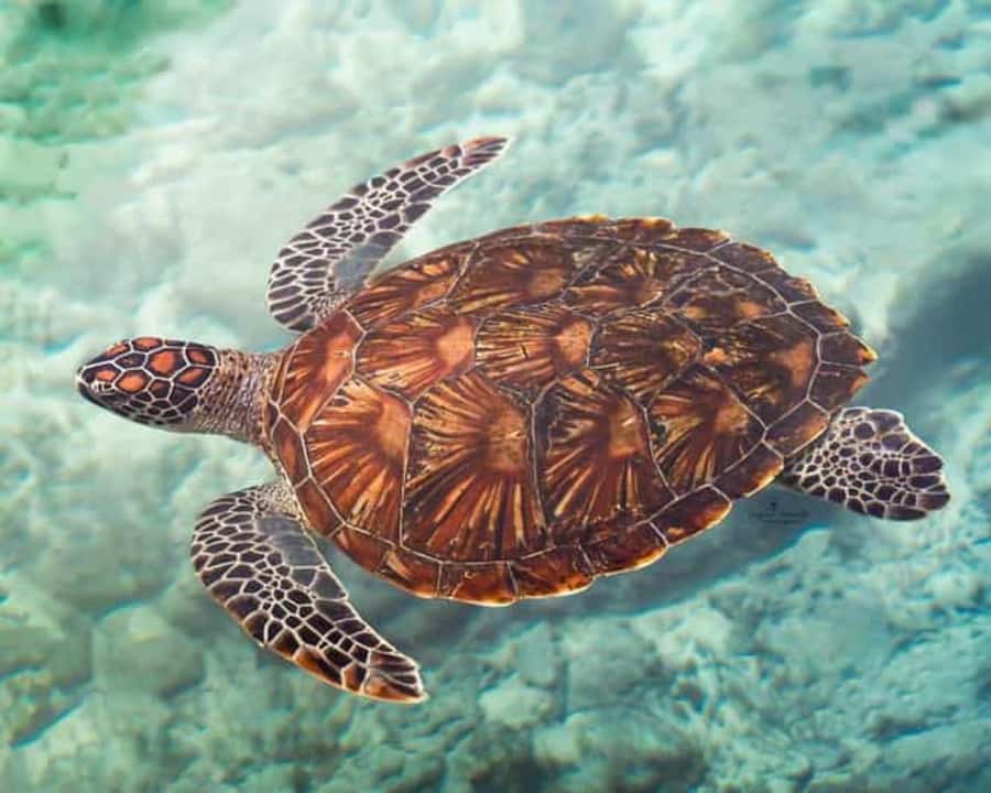 ZANZIBAR: Mnemba island, Baraka aquarium and spice farm - Mnemba dolphin swim: the heart of the day