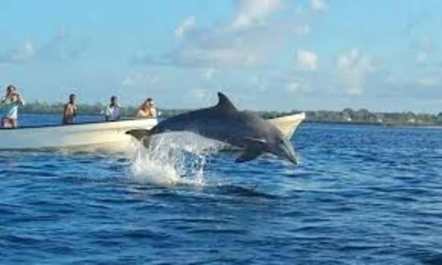 ZANZIBAR: Mnemba island, Baraka aquarium and spice farm - Price and logistics: is $140 really good value?