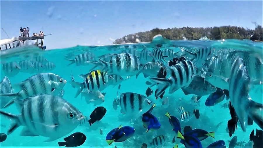 ZANZIBAR: Mnemba Island Snorkeling & Turtle Aquarium Tour - Why this Mnemba dolphins + turtles day feels different