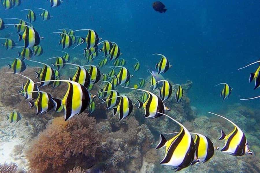 ZANZIBAR: Mnemba Island Snorkeling & Turtle Aquarium Tour - Mnemba Island beach break: photos, swim time, and fresh fruit