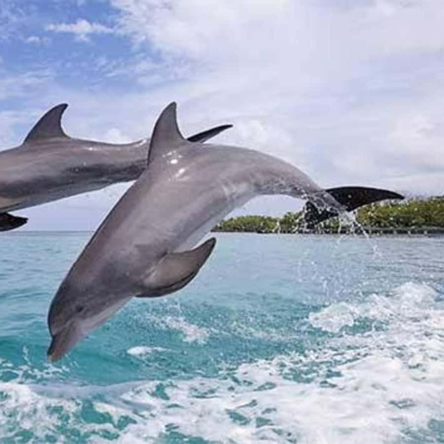 ZANZIBAR: Mnemba Island Snorkeling & Turtle Aquarium Tour - Price and value: is $115 worth a day this long?