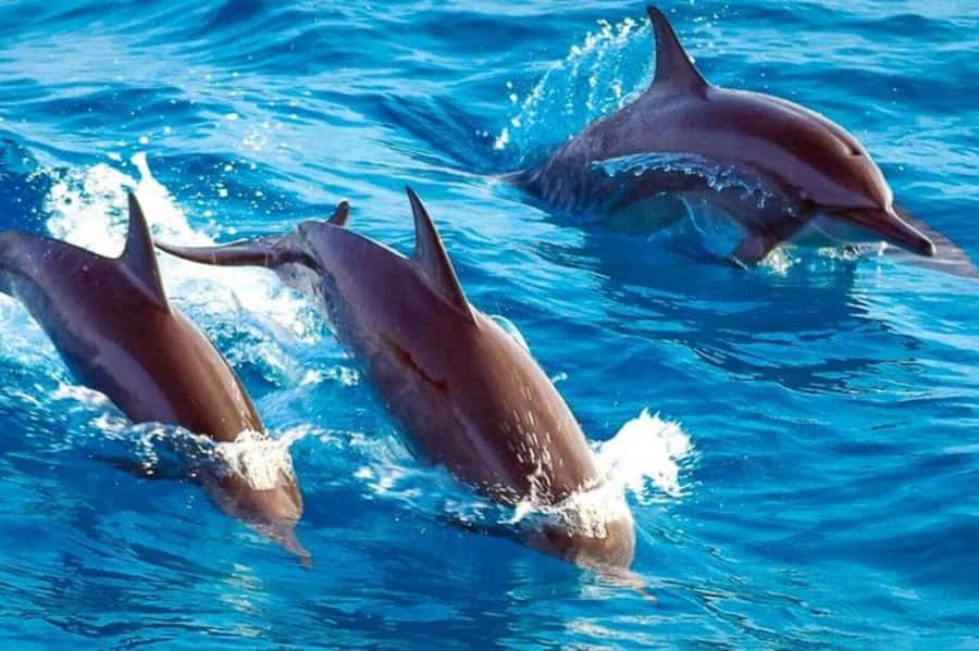 ZANZIBAR: Mnemba Island Snorkeling & Turtle Aquarium Tour - Dolphin swim in the natural habitat: what to expect