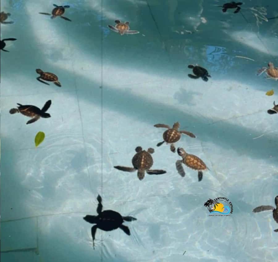 Zanzibar: Nungwi Mnarani Aquarium Feed and Swim with Turtles - Getting to Nungwi: the simple start that sets the tone