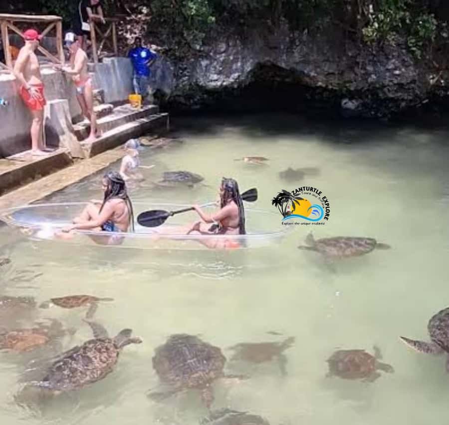 Zanzibar: Nungwi Mnarani Aquarium Feed and Swim with Turtles - Hand-feeding turtles: the part everyone remembers