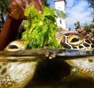 Zanzibar: Nungwi Mnarani Aquarium Feed and Swim with Turtles - Mnarani Turtle Sanctuary: what you’ll see and why it feels different