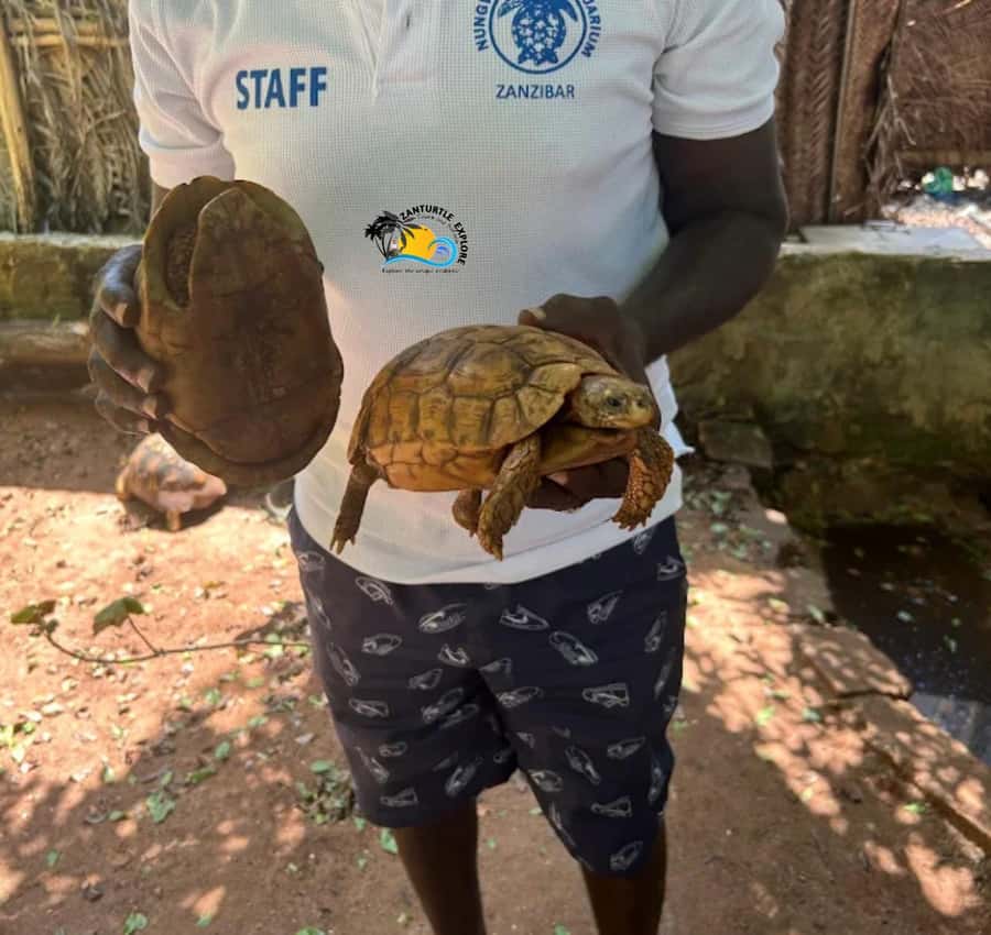 Zanzibar: Nungwi Mnarani Aquarium Feed and Swim with Turtles - Choose your water time: swim gently or go transparent-kayak