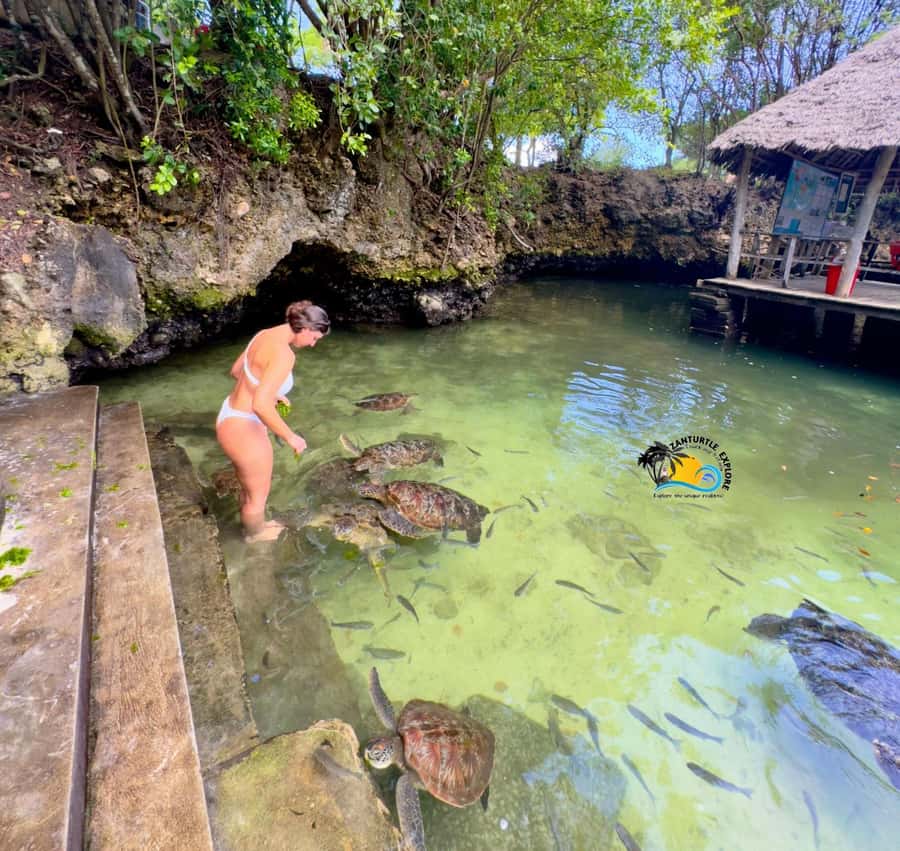 Zanzibar: Nungwi Mnarani Aquarium Feed and Swim with Turtles - What the guides do (and why it can make or break the day)