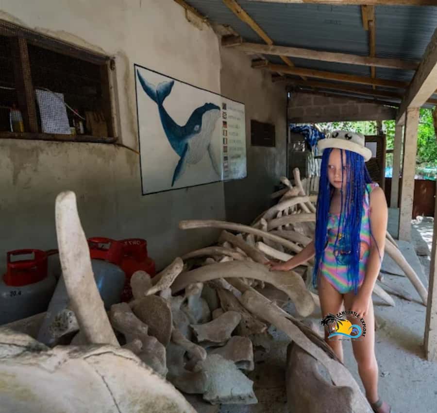 Zanzibar: Nungwi Mnarani Aquarium Feed and Swim with Turtles - What to bring: small items that save you later