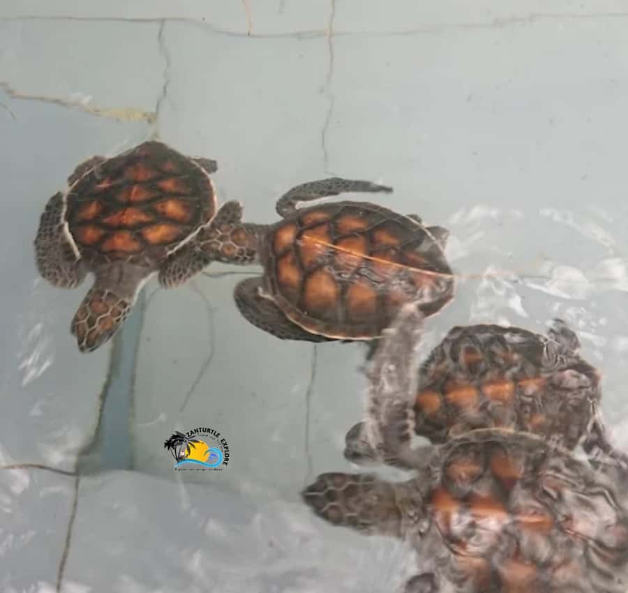 Zanzibar: Nungwi Mnarani Aquarium Feed and Swim with Turtles - Logistics in real life: how the day flows