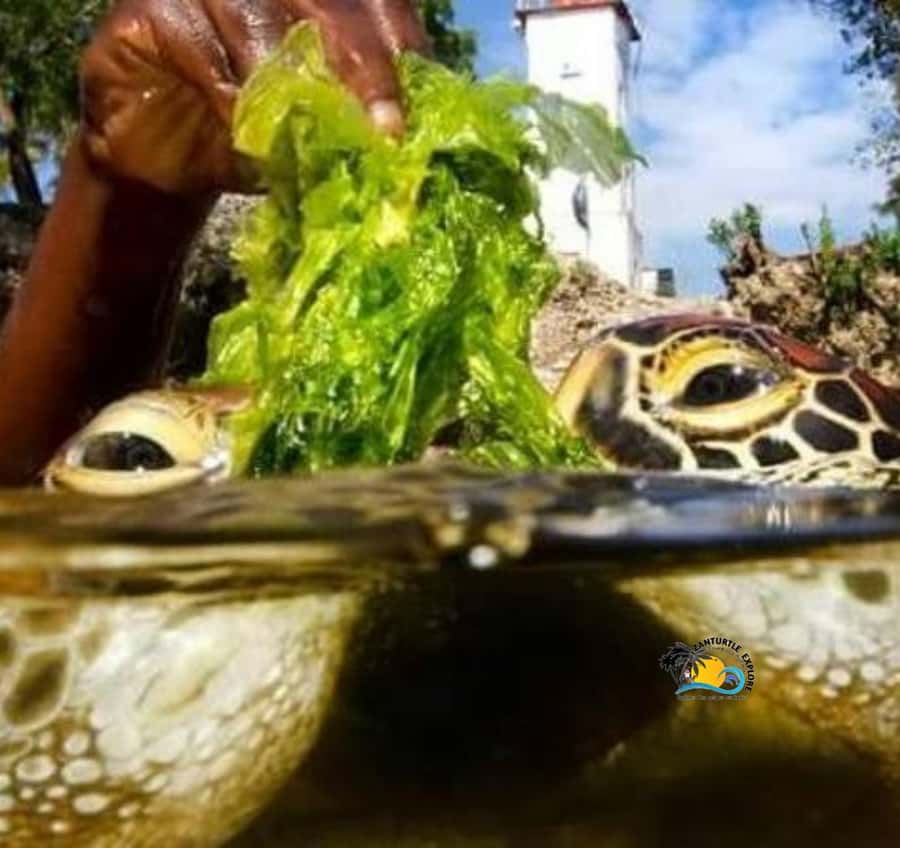 Zanzibar: Nungwi Mnarani Aquarium Feed and Swim with Turtles - Mnarani Turtle Sanctuary: what you’ll see and why it feels different