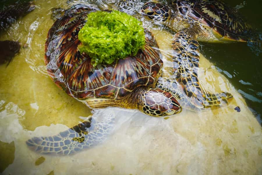 Zanzibar: Nungwi Turtle Aquarium Guided Half-Day Trip - Key Points Worth Knowing Before You Go