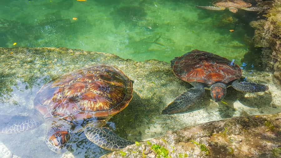 Zanzibar: Nungwi Turtle Aquarium Guided Half-Day Trip - The Nungwi Aquarium Tour: A Natural Tidal Pool Behind the Beach