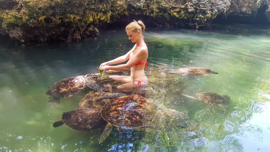 Zanzibar: Nungwi Turtle Aquarium Guided Half-Day Trip - Pickup, Timing, and the “How This Runs” Reality
