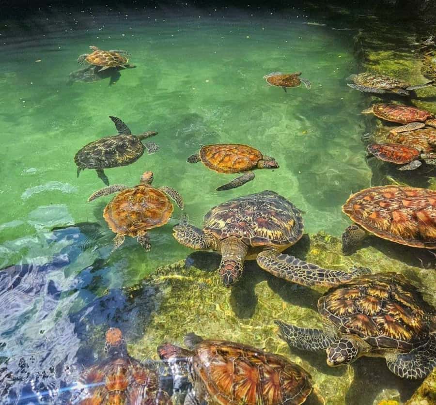 Zanzibar: Swim with Sea Turtles at Baraka or Salaam Aquarium - Key things to know before you go