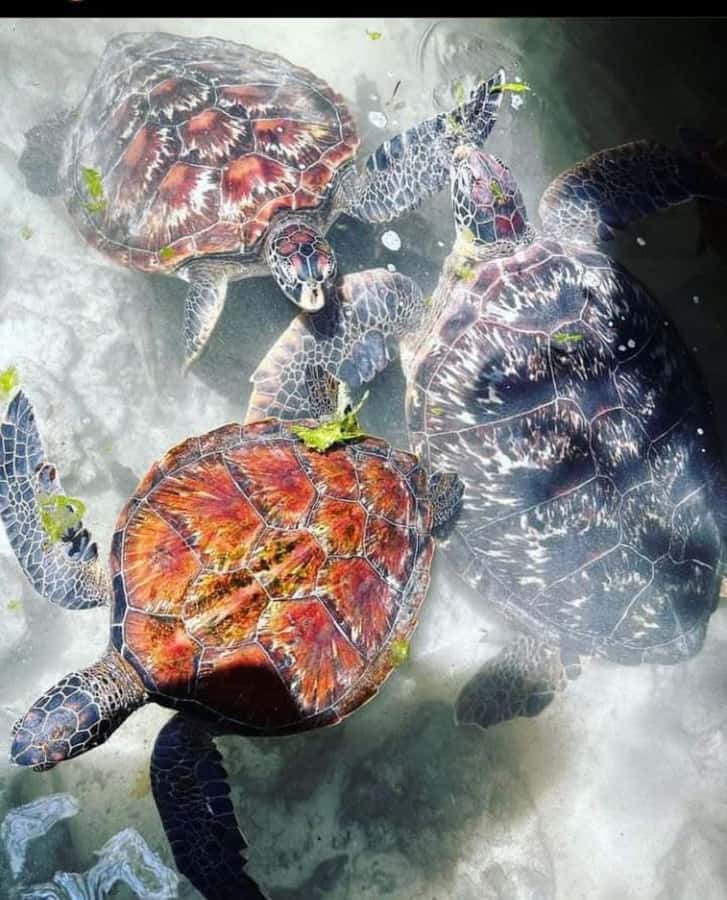 Zanzibar: Swim with Sea Turtles at Baraka or Salaam Aquarium - Sea Turtle Swim in Zanzibar: Baraka vs Salaam Aquariums
