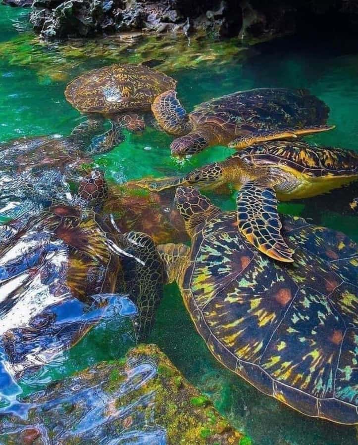 Zanzibar: Swim with Sea Turtles at Baraka or Salaam Aquarium - Getting to the Aquarium: Nungwi if You’re in the North