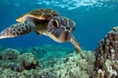 Zanzibar: Swim with Sea Turtles at Baraka or Salaam Aquarium - How the 3-Hour Tour Actually Feels With Hotel Pickup
