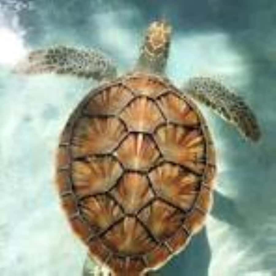 Zanzibar: Swim with Sea Turtles at Baraka or Salaam Aquarium - In-Water Time: Touch, Feed, and Photo Moments With Sea Turtles