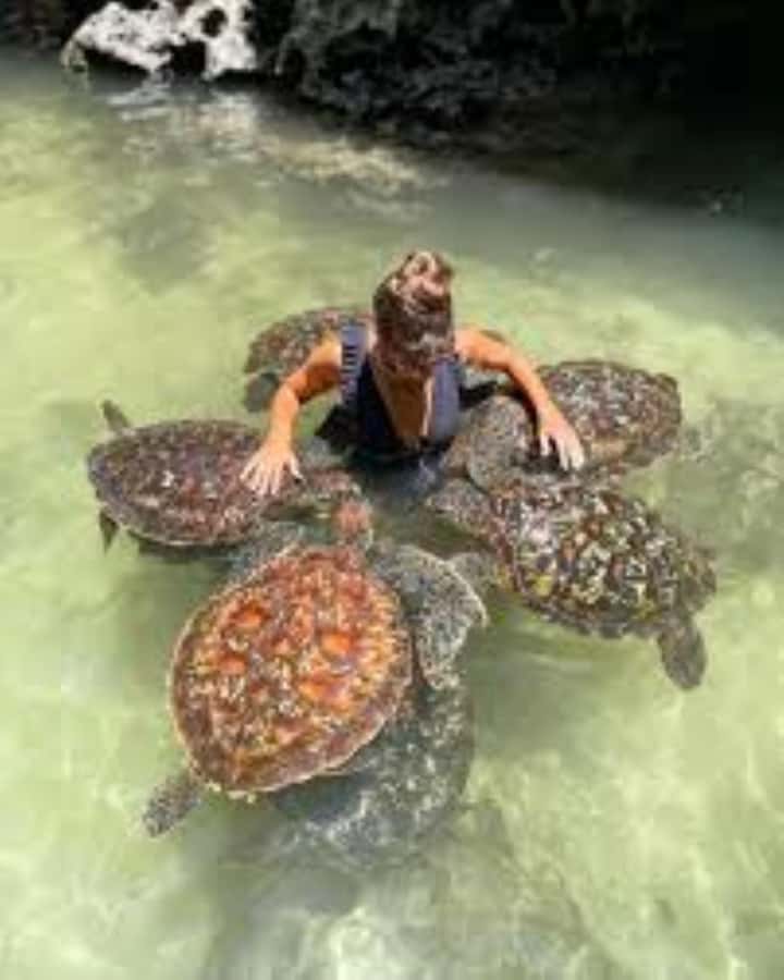 Zanzibar: Swim with Sea Turtles at Baraka or Salaam Aquarium - Turtle Safety and Comfort Tips That Keep Things Smooth