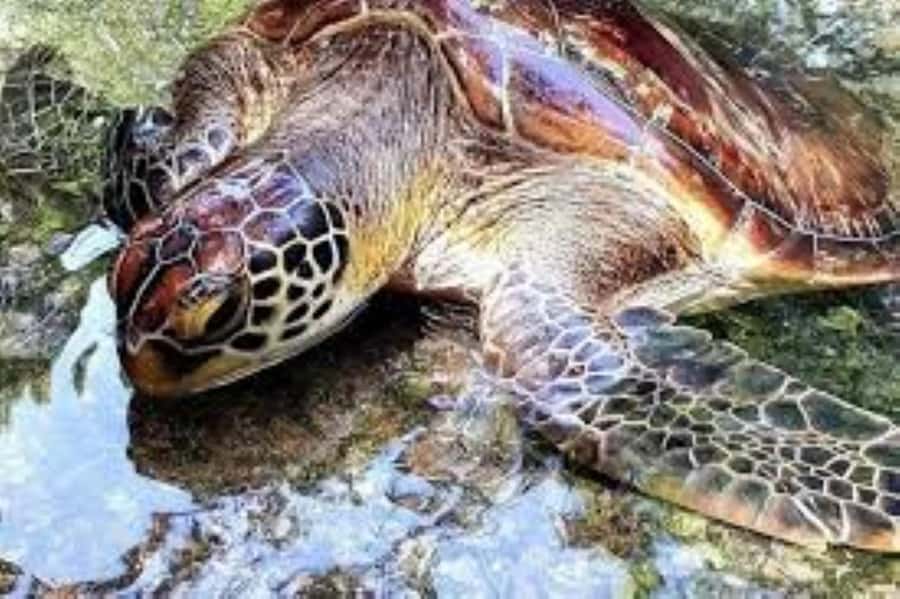 Zanzibar: Swim with Sea Turtles at Baraka or Salaam Aquarium - Price and Value: Is $80 Worth It?