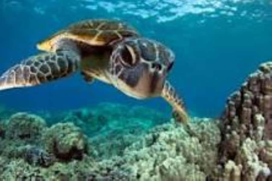 Zanzibar: Swim with Sea Turtles at Baraka or Salaam Aquarium - How the 3-Hour Tour Actually Feels With Hotel Pickup