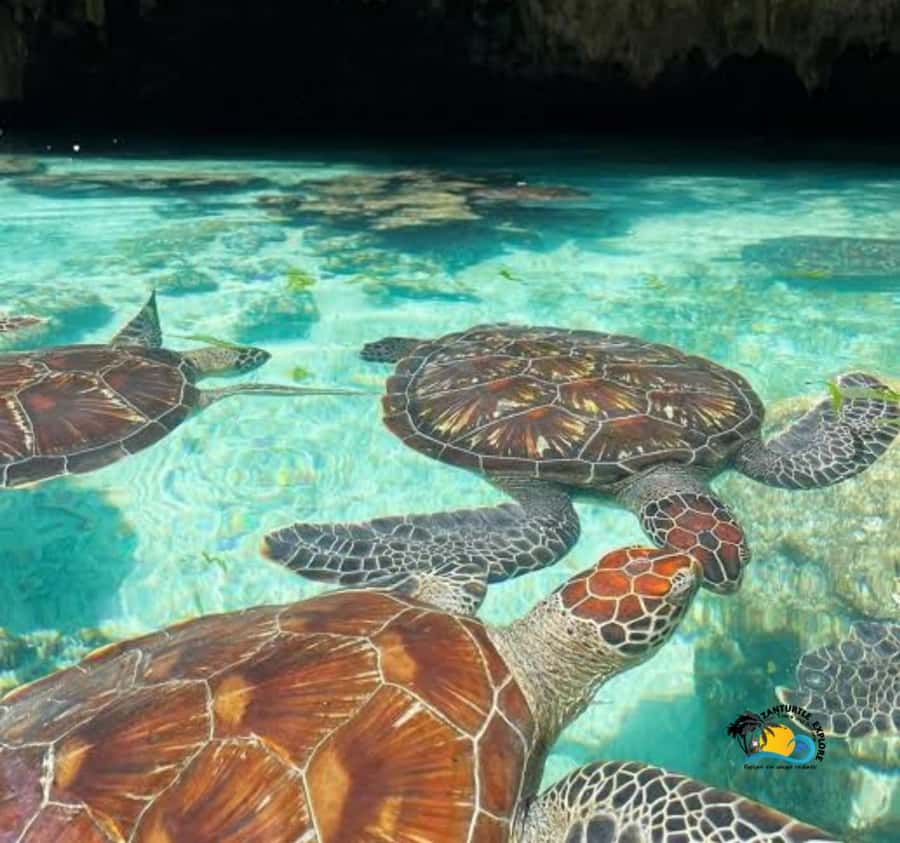 Zanzibar: Swimming with Turtles at Salaam Cave Aquarium - Key highlights you’ll feel in real life