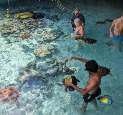 Zanzibar: Swimming with Turtles at Salaam Cave Aquarium - The 4-hour rhythm: pickup, transport, and when you actually get in the water