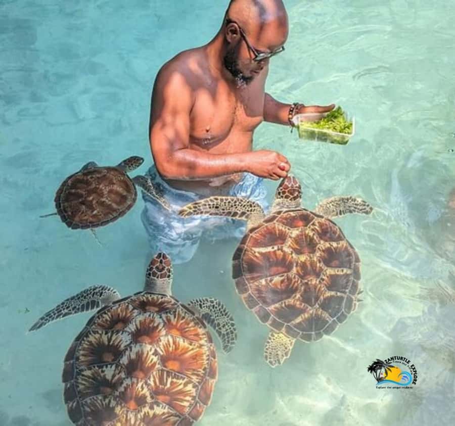 Zanzibar: Swimming with Turtles at Salaam Cave Aquarium - Price and value: is $56 worth it for 4 hours?