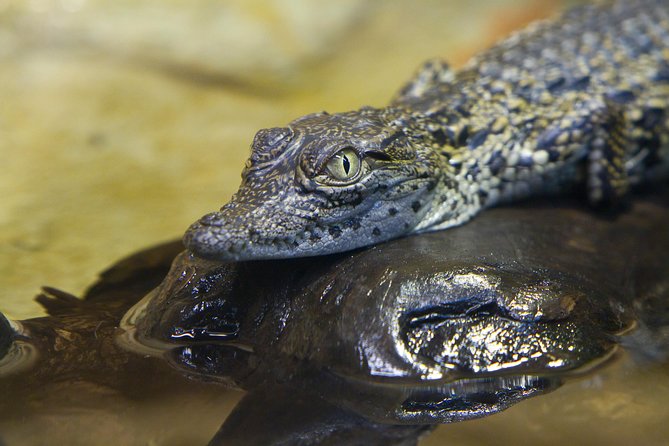 Zaragoza Aquarium Admission Ticket - Zaragoza Aquarium in Zaragoza’s Best Weather Plan