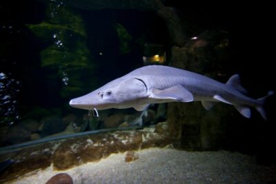 Zaragoza Aquarium Admission Ticket - Price and Ticket Timing That Saves You Real Time