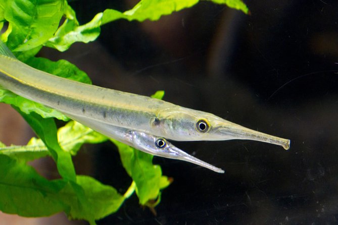 Zaragoza Aquarium Admission Ticket - Amazon and Ebro: Taller Space, Different Vantage Points