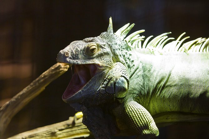 Zaragoza Aquarium Admission Ticket - What You Might Love Most: Clean Tanks and Real Animal Variety