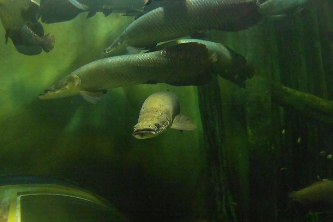 Zaragoza Aquarium Admission Ticket - Family-Friendly Zaragoza: A Quiet Win for Kids