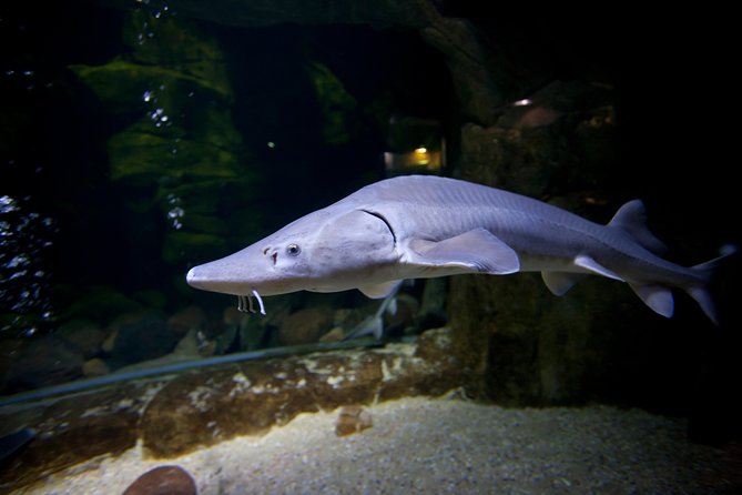 Zaragoza Aquarium Admission Ticket - Price and Ticket Timing That Saves You Real Time