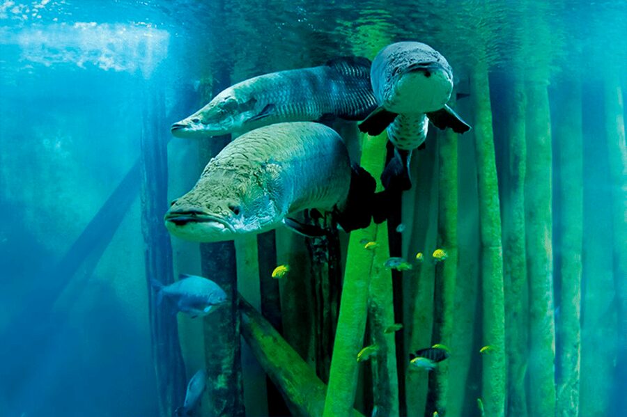 Zaragoza : Aquarium entry ticket - Zaragoza Aquarium: what the 8,000-square-meter visit feels like