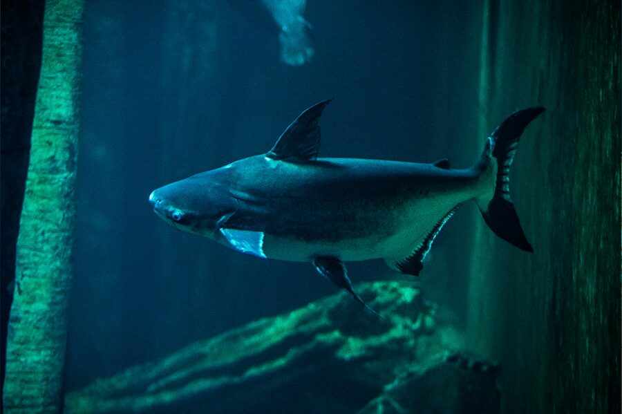 Zaragoza : Aquarium entry ticket - The animal mix: numbers that matter (and what to look for)