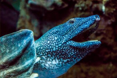 Zaragoza : Aquarium entry ticket - 70 river tanks and the five ecosystems you’ll see