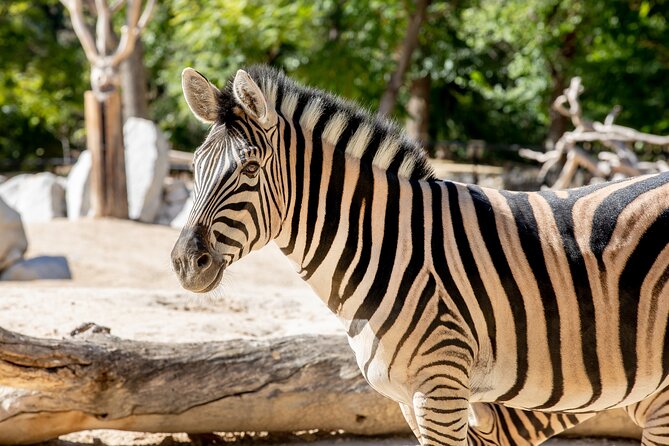 Zoo Aquarium Madrid Admission Ticket - Zoo Aquarium Madrid in Casa de Campo: One Big Wild-Day Plan