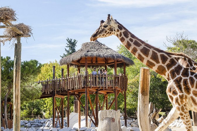 Zoo Aquarium Madrid Admission Ticket - Timing Matters: 11:00 AM to 8:00 PM Visit Strategy